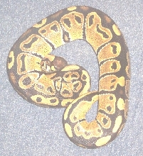 another gold female #8