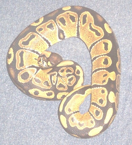 another gold female #8