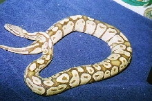 ghost ball python