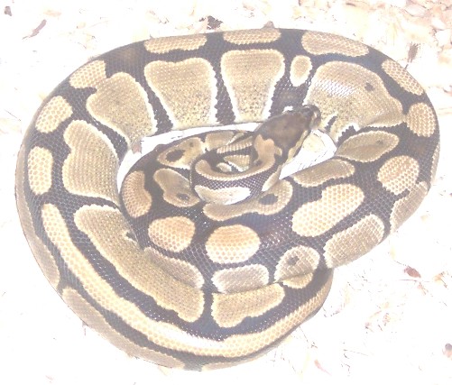 MY HIGH GOLD FEMALE GRAVID!!