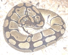 high gold female