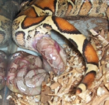 Birthing boas
