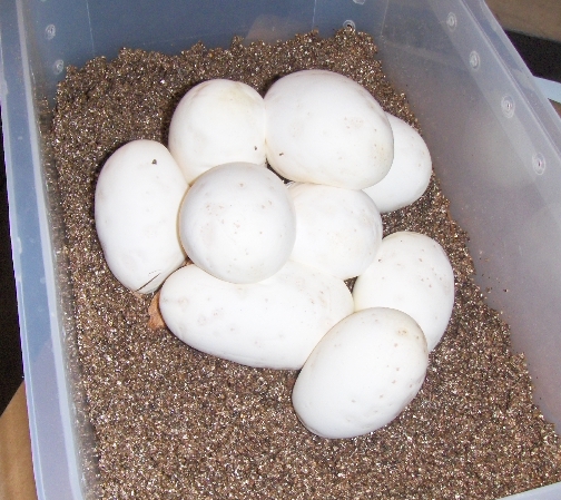 another view. 9 eggs 6-608