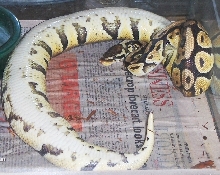 pastel prego