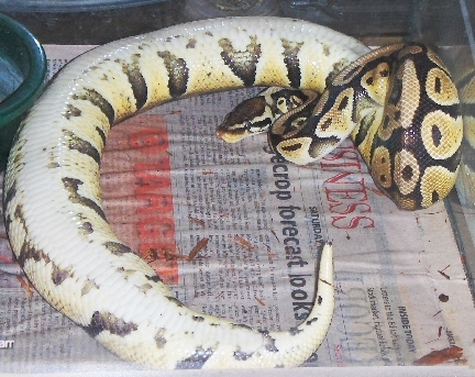 pastel prego