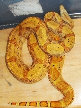 06 Hypo Hogg Island b/