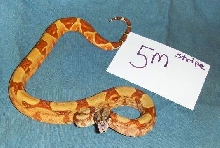 redail red hypo