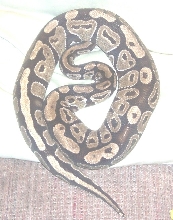 unproven axanthic female ball python