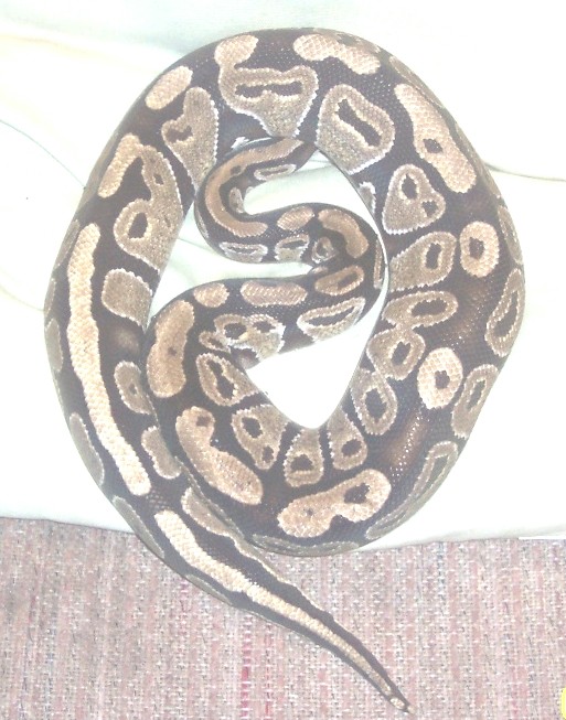 unproven axanthic female ball python