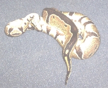 yearling female ball #5