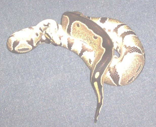 yearling female ball #5