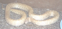 lavender florida kingsnake