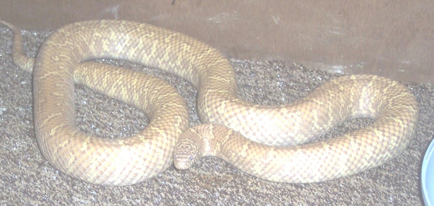 lavender florida kingsnake