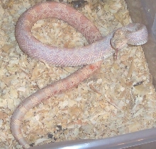 yearling albino northern pine-female