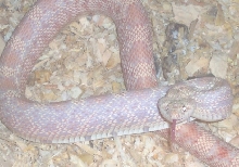 albino female northern pine yearling