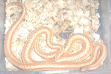 albino coastal rosies