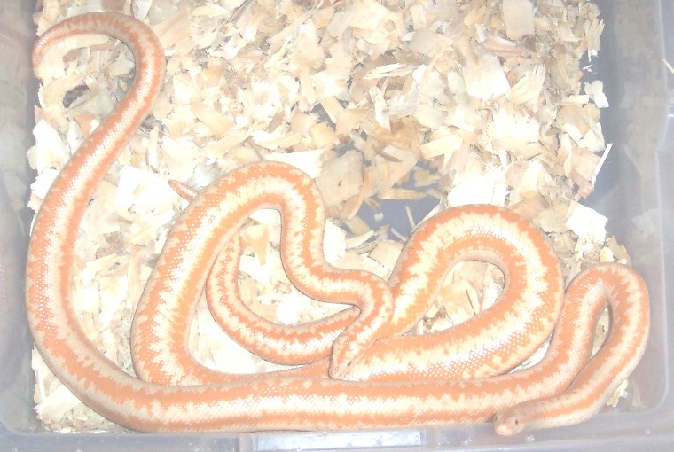 albino coastal rosies