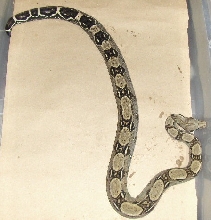 06 anery female