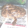 argentine rainbow boa female