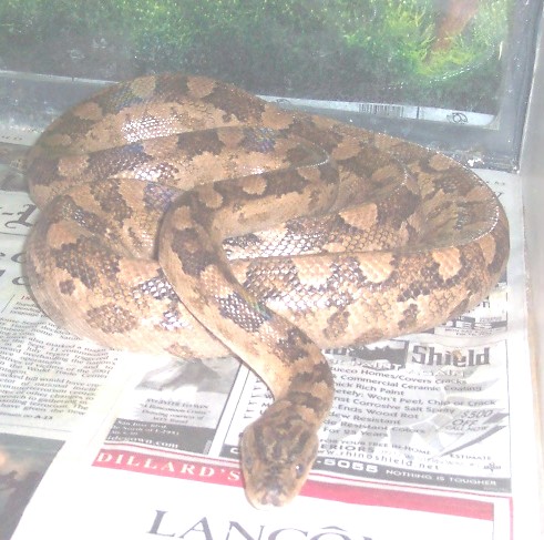 argentine rainbow boa female