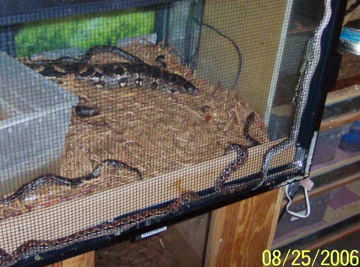 Dumeril's boas birthday