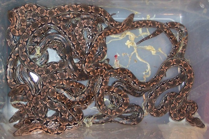 dumeril's babies 06