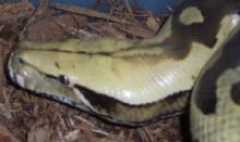 Female Borneo Blood
