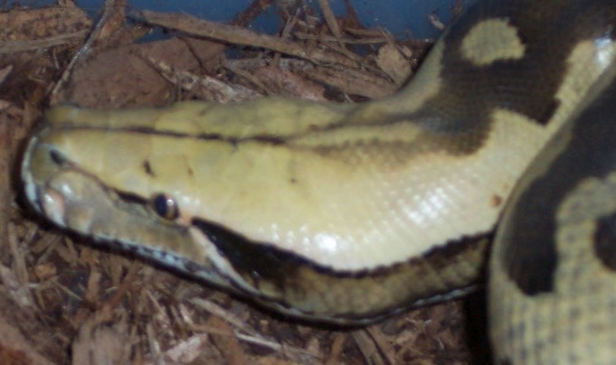 Female Borneo Blood