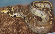My adult female Borneo Short Tail Python
