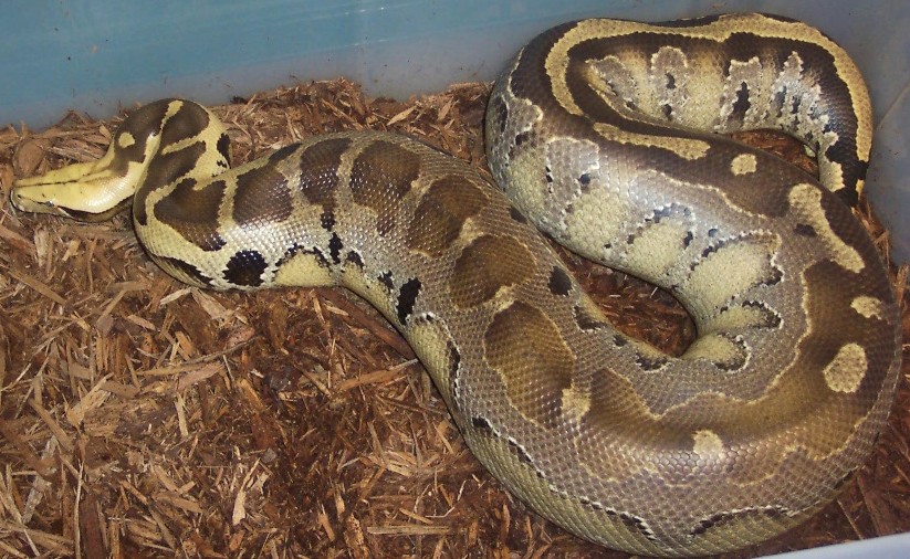 My adult female Borneo Short Tail Python
