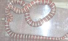 female knoblochi kingsnake