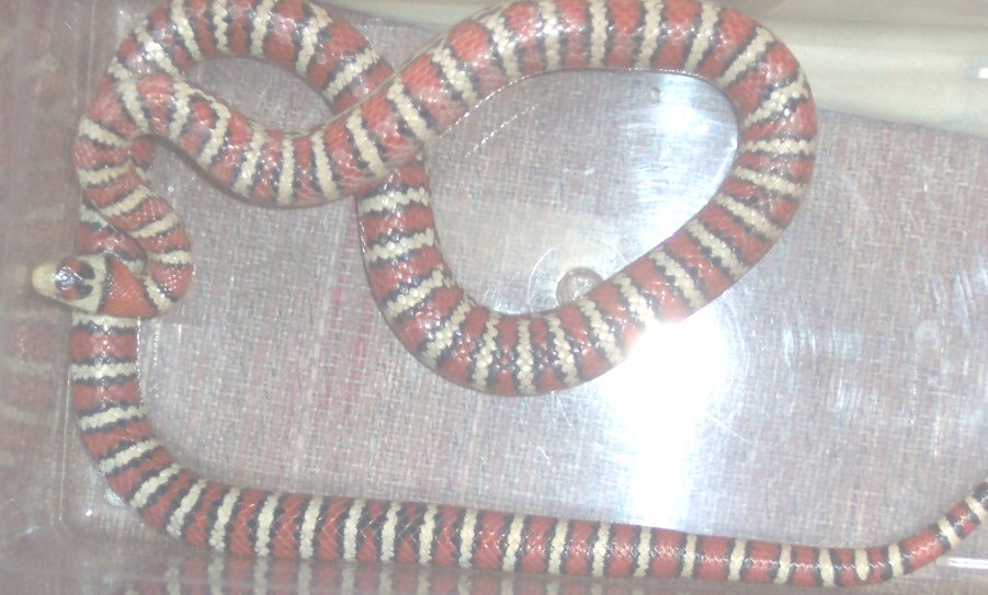 female knoblochi kingsnake