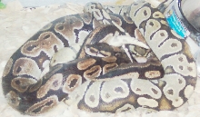 ghost breeding