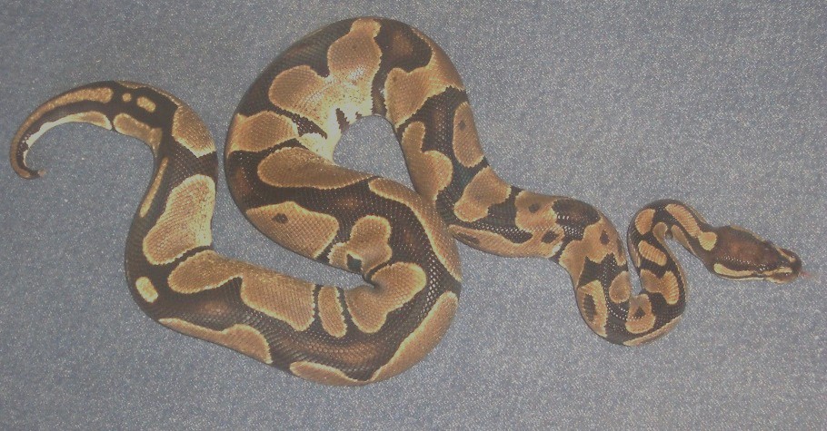 odd looking ltc female
