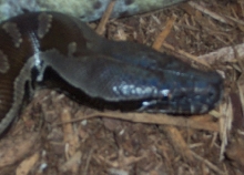 Chromehead sumatran male
