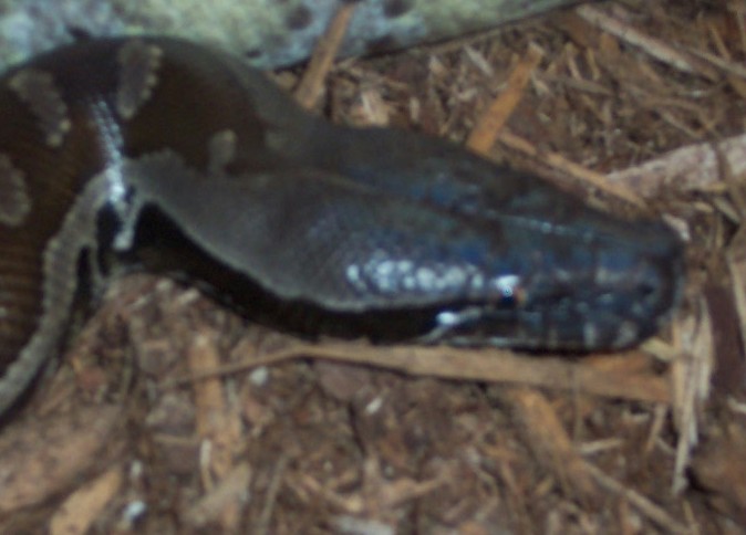 Chromehead sumatran male