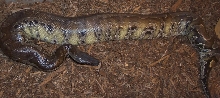Adult Male Chrome Head Sumatran