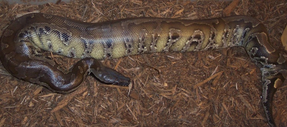 Adult Male Chrome Head Sumatran
