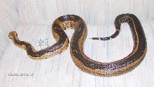 Adult striped female #1pic
