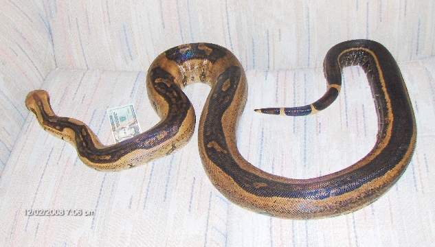 Adult striped female #1pic