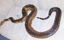 Adult striped female #2pic