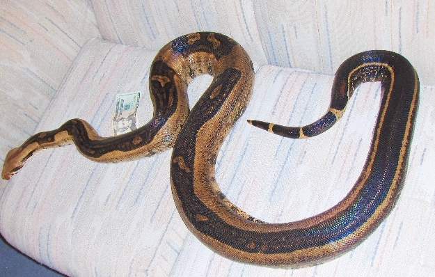 Adult striped female #2pic