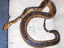 Adult Striped Boa #3