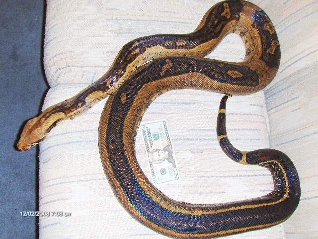 Adult Striped Boa #3