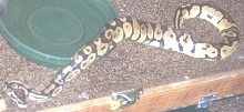 pastel male