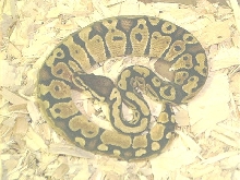 male pastel