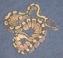 pastel ball female