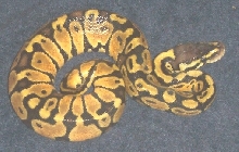 2nd female pastel