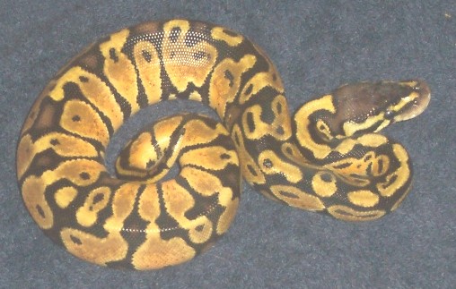 2nd female pastel