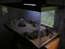 Skinky's New Terrarium